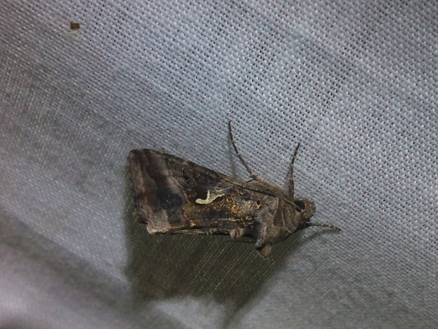 Autographa gamma - gammalepke