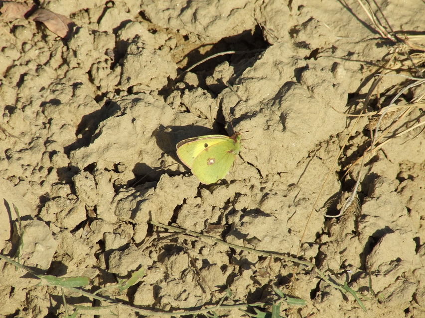 Colias erate - csángó-kéneslepke