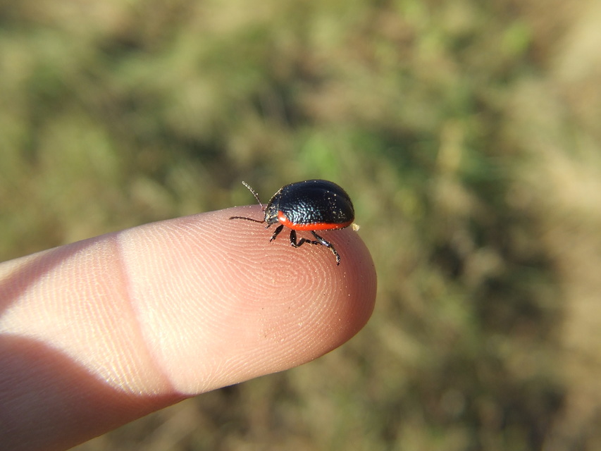 Chrysolina rossia - trapézhátú szegélyeslevelész