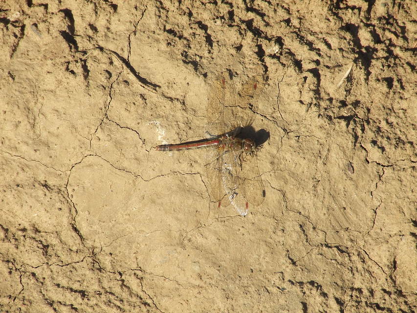 Sympetrum striolatum - harántsávos katona-szitakötő