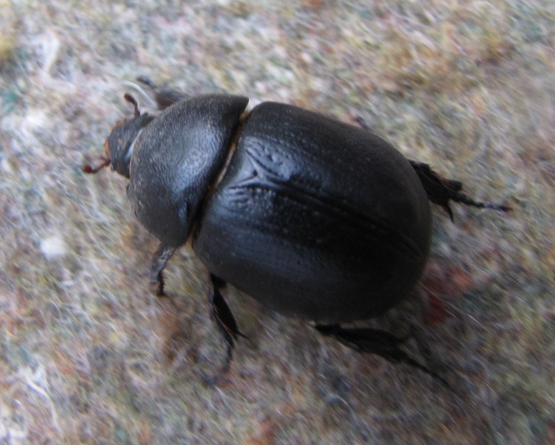 Pentodon idiota - butabogár