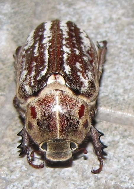 Anoxia orientalis - keleti cserebogár