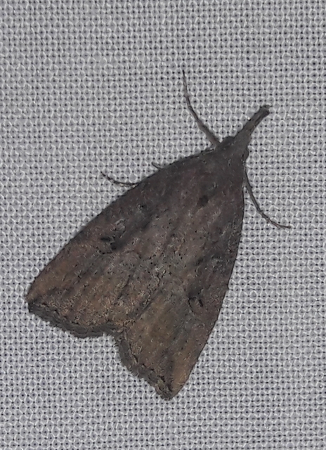 Hypena rostralis - közönséges karcsúbagoly