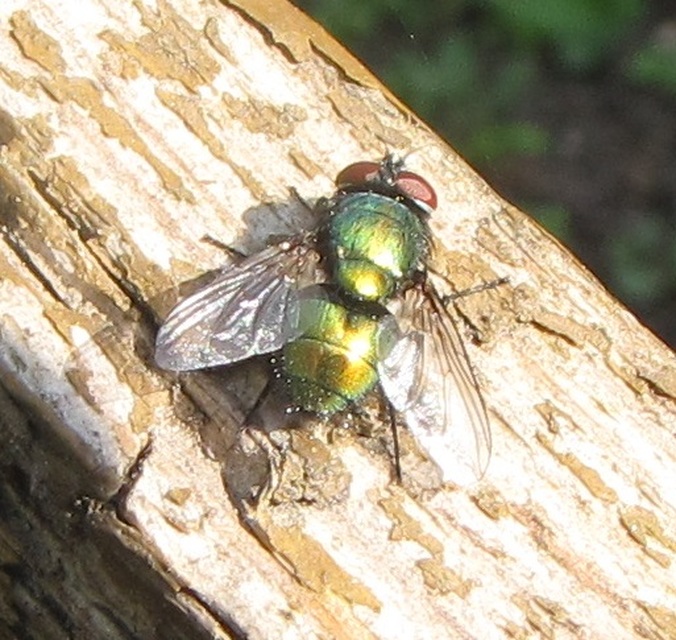 Lucilia