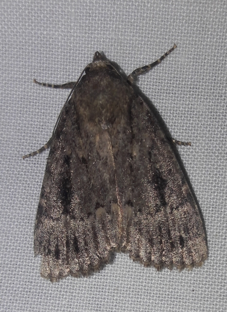 Amphipyra berbera/pyramidea