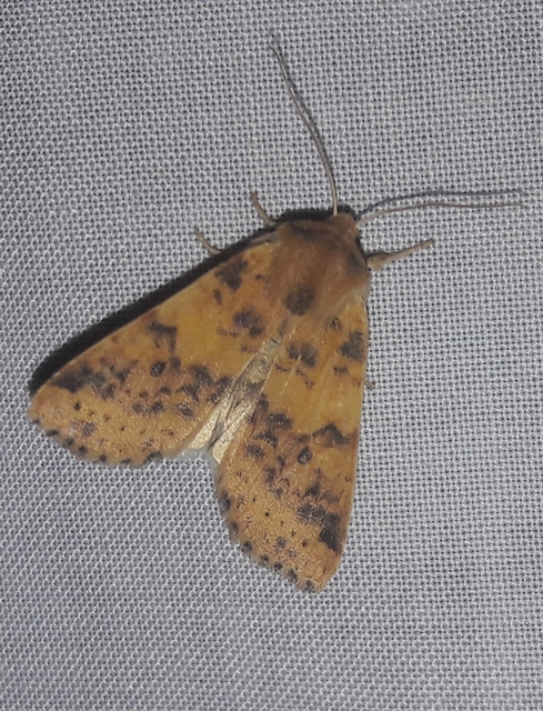 Cirrhia gilvago - foltos sárgabagoly