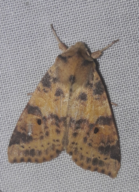 Cirrhia ocellaris - fakó sárgabagoly