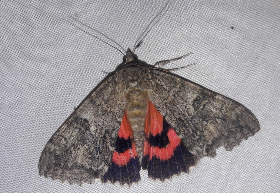 Catocala nupta - piros övesbagoly