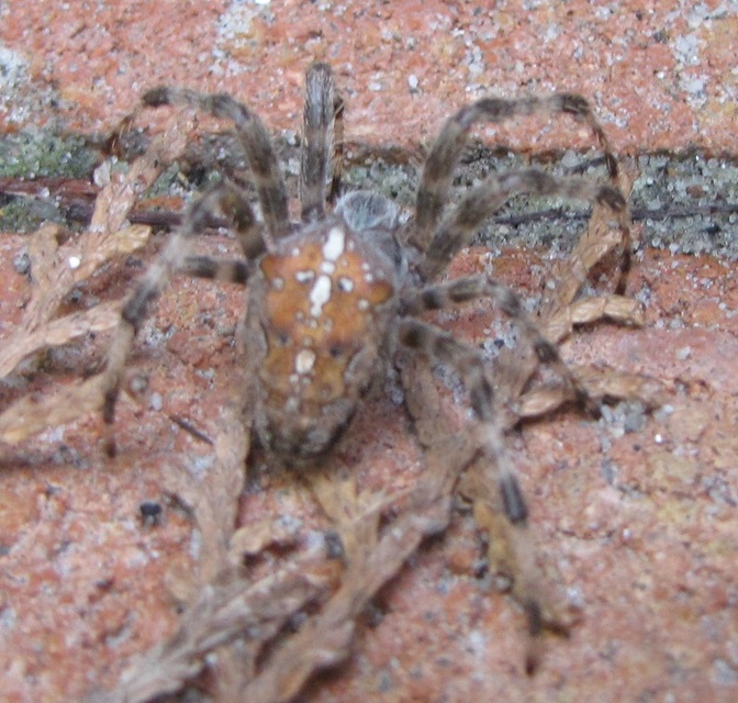 Araneus diadematus - koronás keresztespók