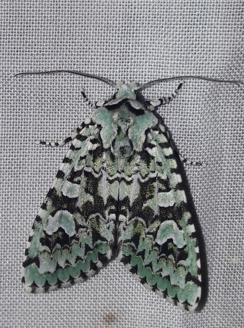 Griposia aprilina - őszi zöldbagoly