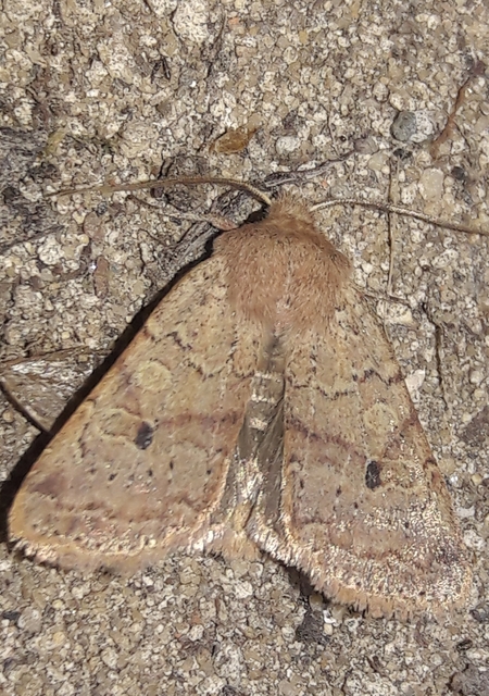 Propenistra laevis - könnyű őszibagoly