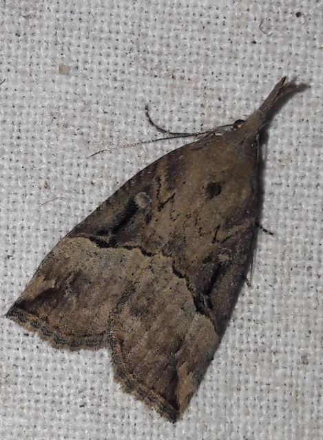 Hypena rostralis - közönséges karcsúbagoly