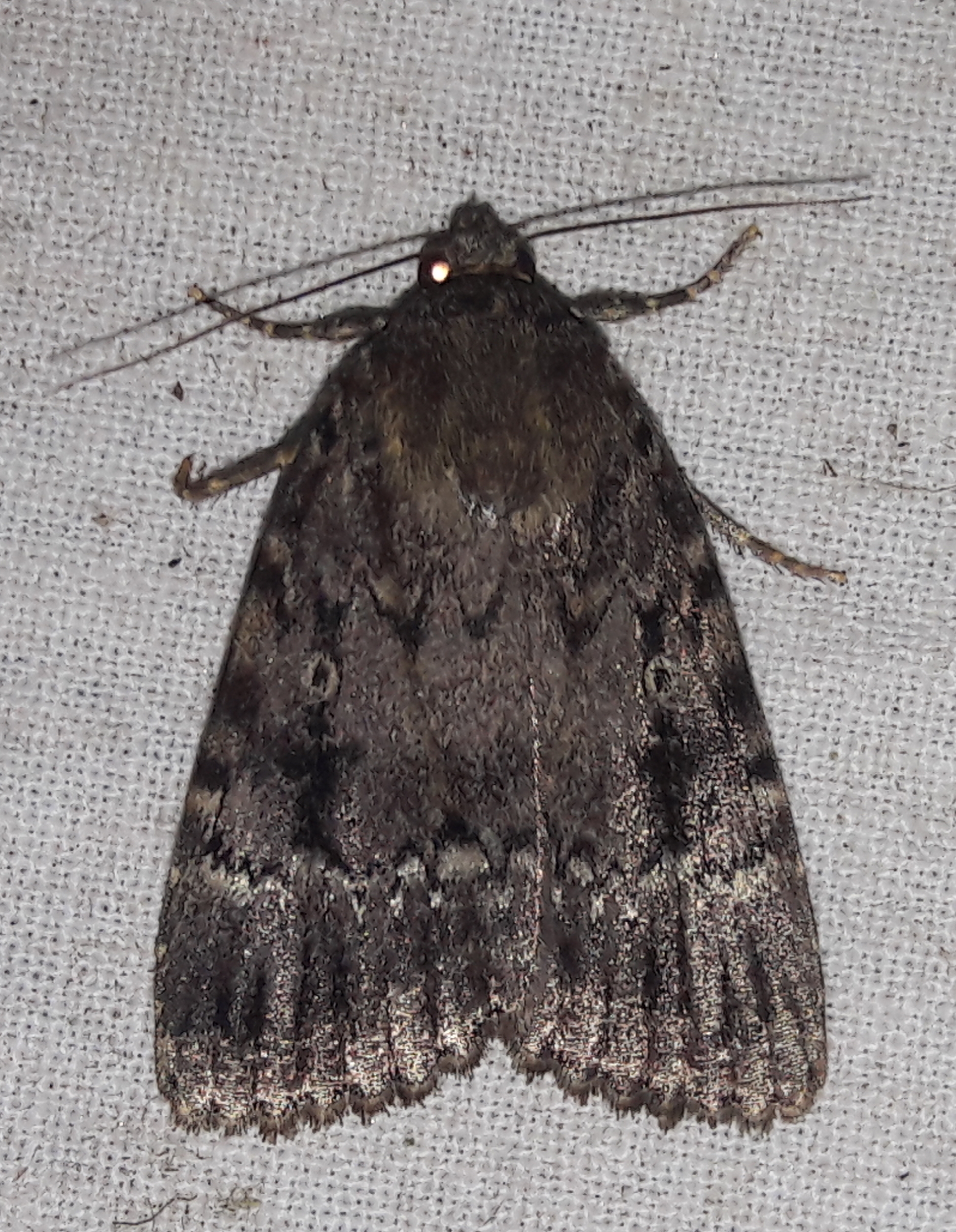 Amphipyra berbera/pyramidea