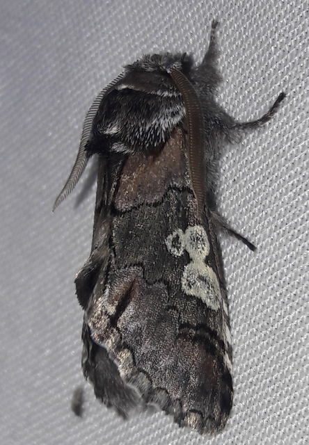 Diloba caeruleocephala - őszi kékesbagoly