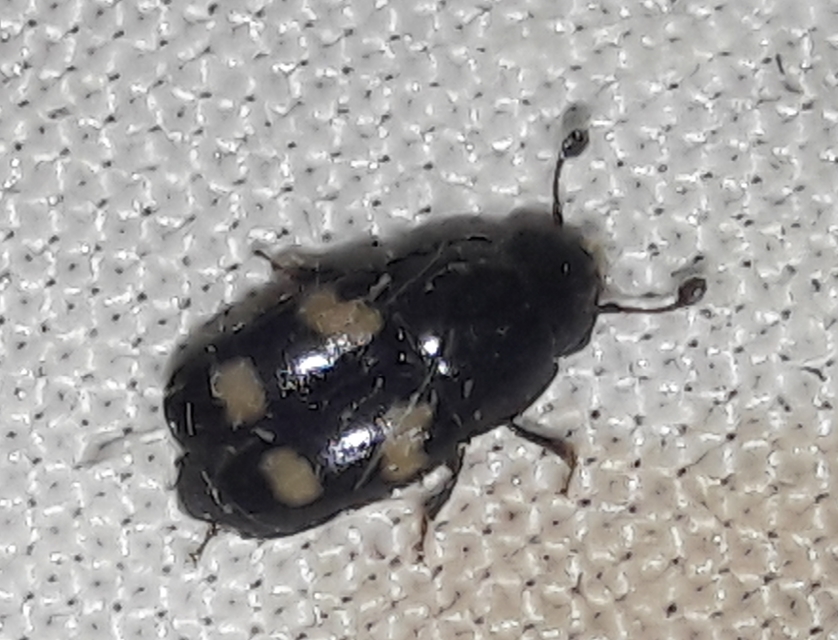 Glischrochilus quadrisignatus - amerikai fénybogár Glischrochilus quadrisignatus - amerikai fénybogár