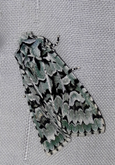 Griposia aprilina - őszi zöldbagoly