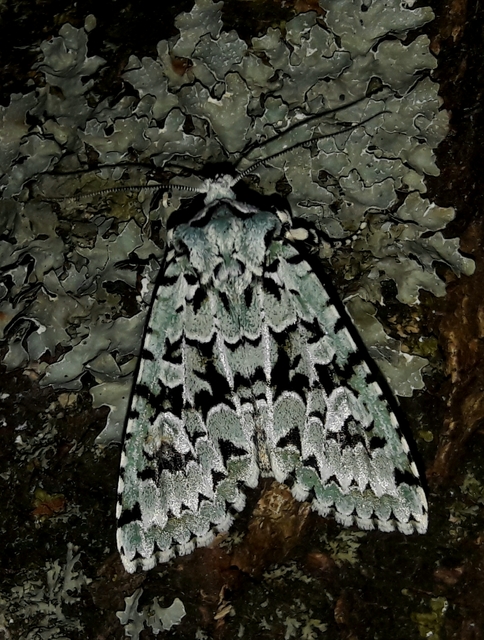 Griposia aprilina - őszi zöldbagoly