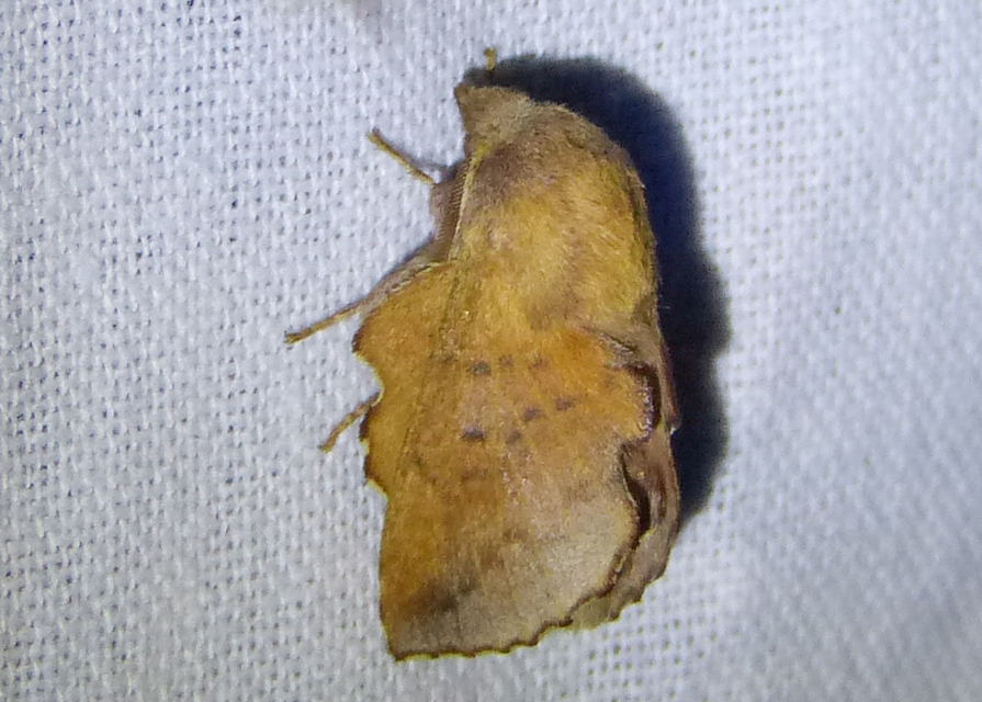 Phyllodesma tremulifolia - nyárlevélpohók