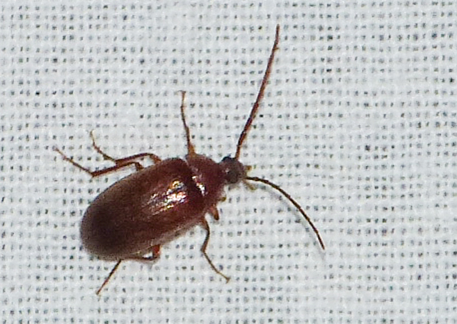Hymenalia rufipes - rőtlábú alkonybogár