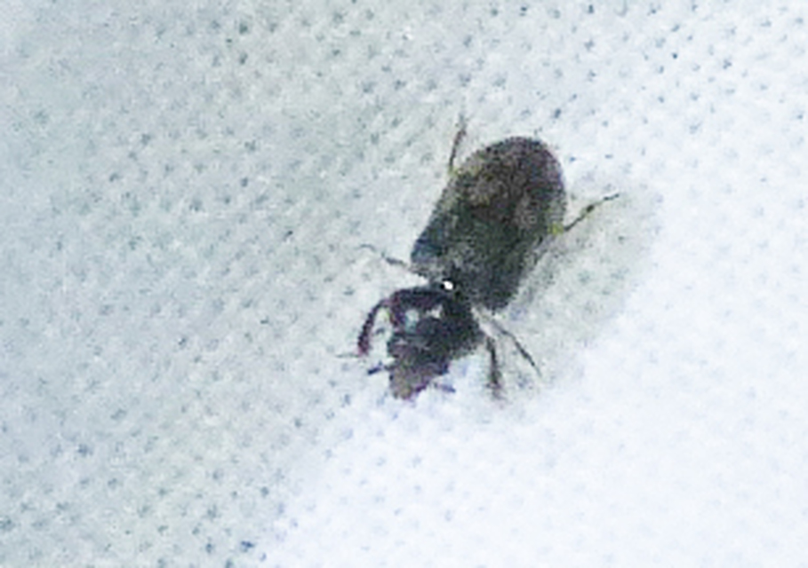 Heterocerus