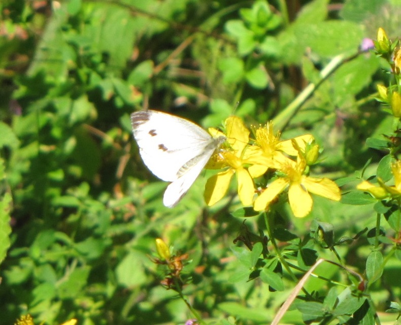 Pieris napi - repcelepke