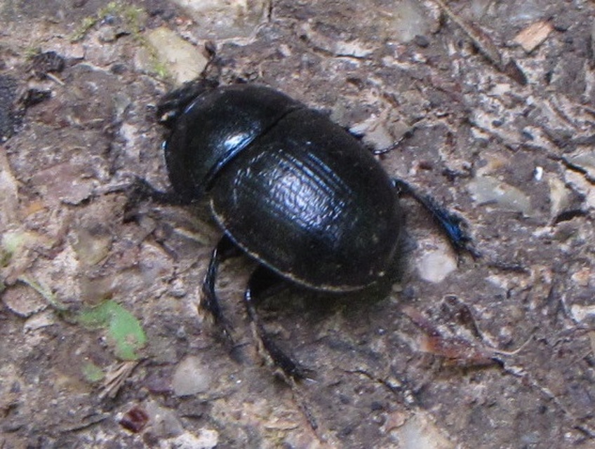 Anoplotrupes stercorosus - erdei álganéjtúró