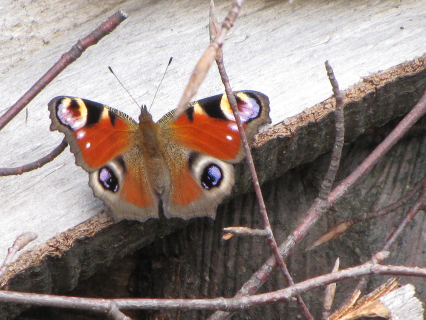 Nymphalis io - nappali pávaszem