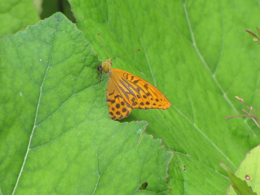 Argynnis paphia - nagy gyöngyházlepke