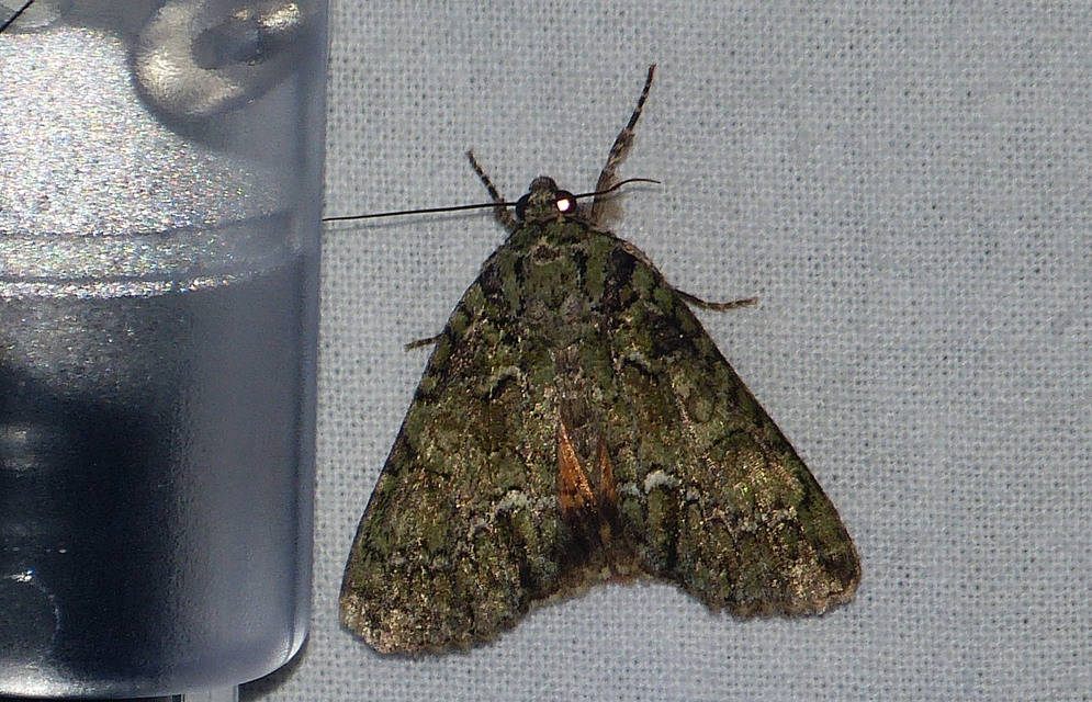 Polyphaenis sericata - selyemfényű erdeibagoly