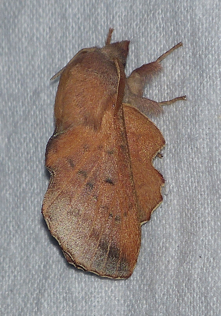 Phyllodesma tremulifolia - nyárlevélpohók