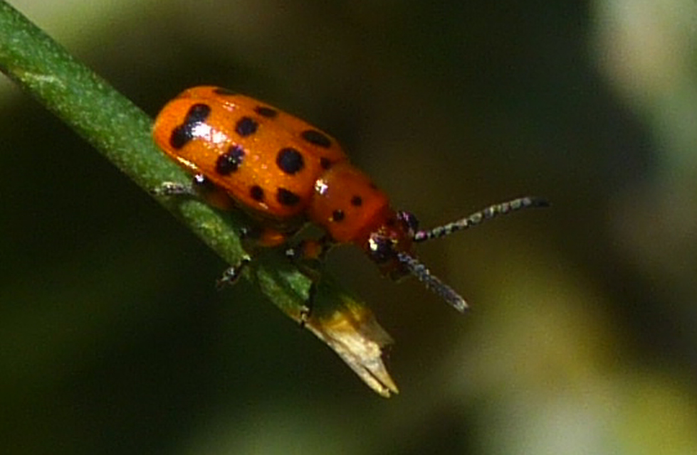 Crioceris quatuordecimpunctata - tizennégypontos spárgabogár