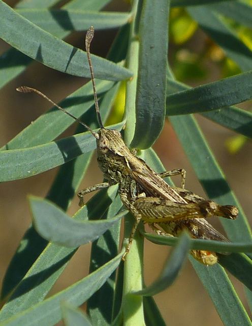 Myrmeleotettix antennatus - homoki bunkóscsápúsáska