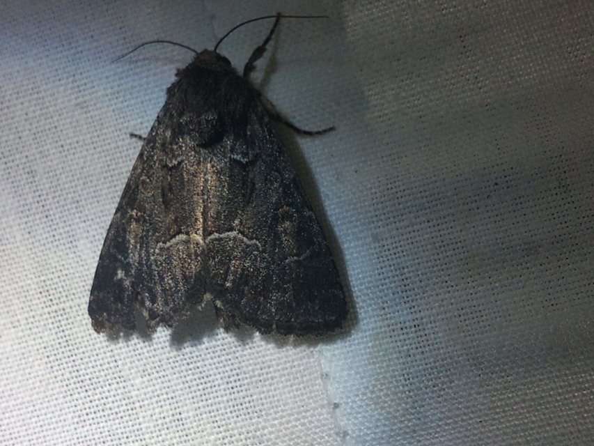 Thalpophila matura - fakó erdeibagoly