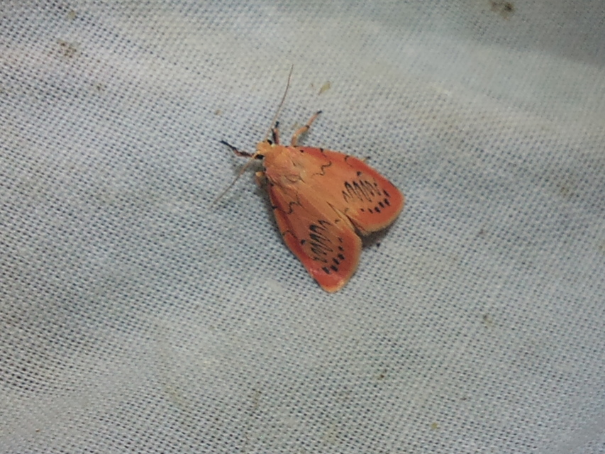 Miltochrista miniata - piros medvelepke