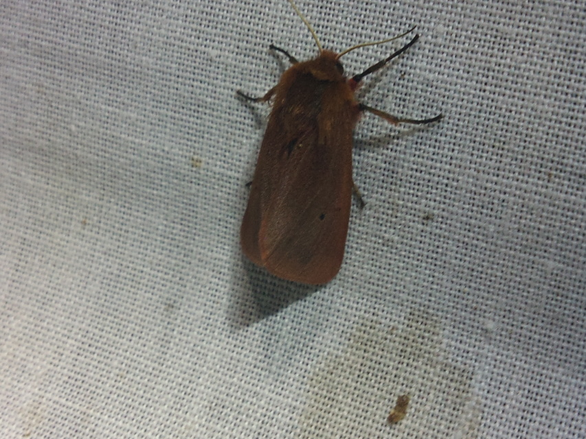 Phragmatobia fuliginosa - füstös medvelepke