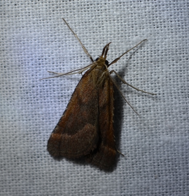 Synaphe punctalis - hosszúlábú fényilonca