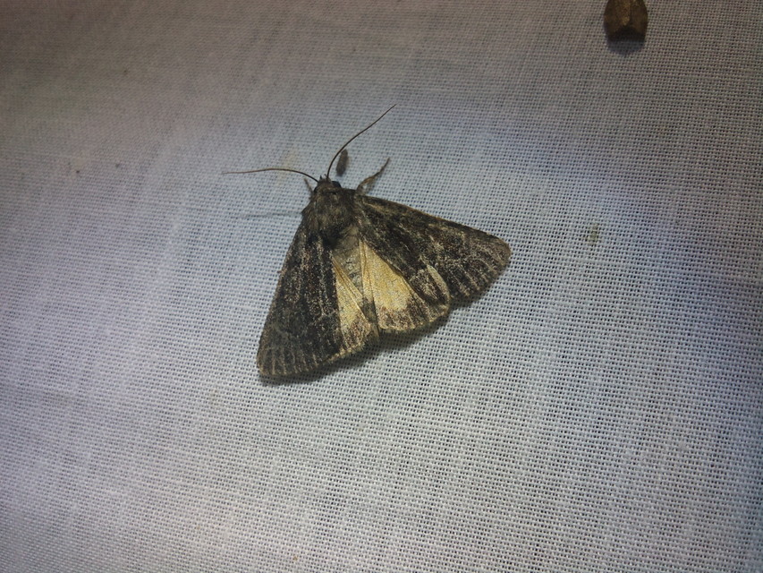 Thalpophila matura - fakó erdeibagoly