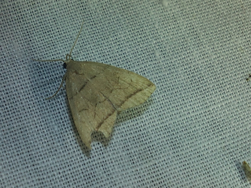 Herminia grisealis - ligeti karcsúbagoly