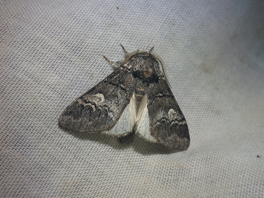 Drymonia querna - tölgyfa-púposszövő