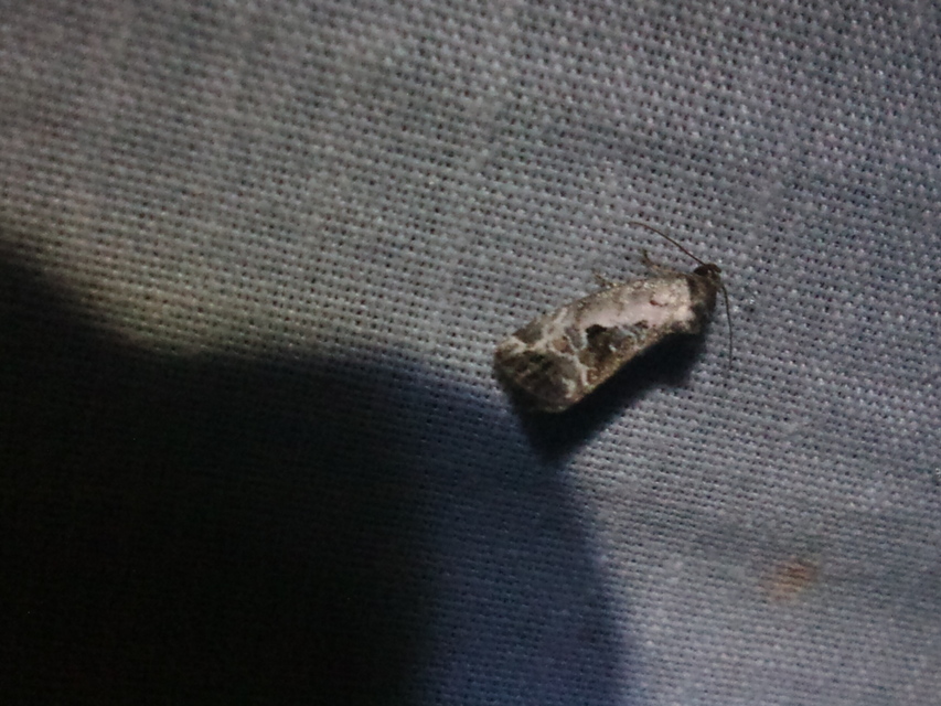 Hapalotis venustula - rózsaszínű mázasbagoly