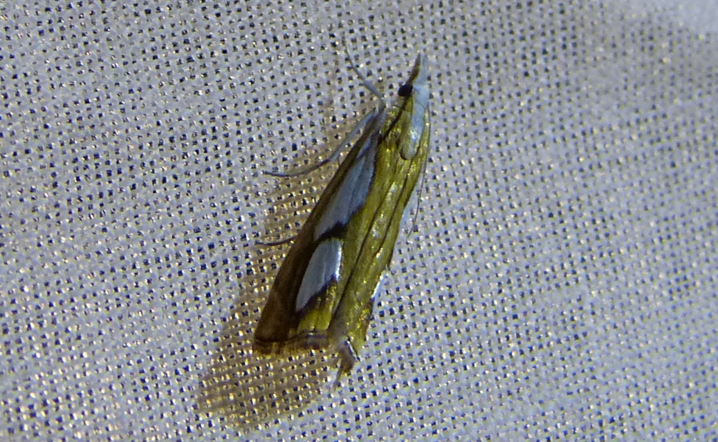 Catoptria pinella - ezüstös fűgyökérmoly