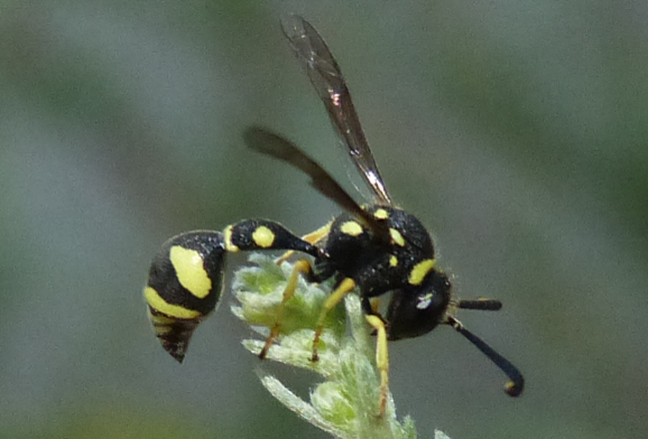 Eumenes