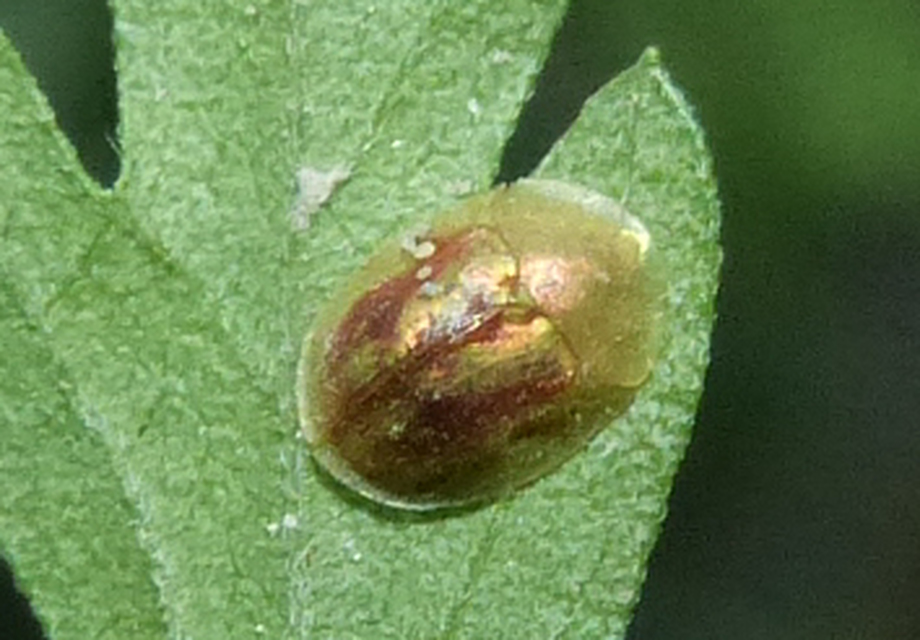 Cassida Cassida