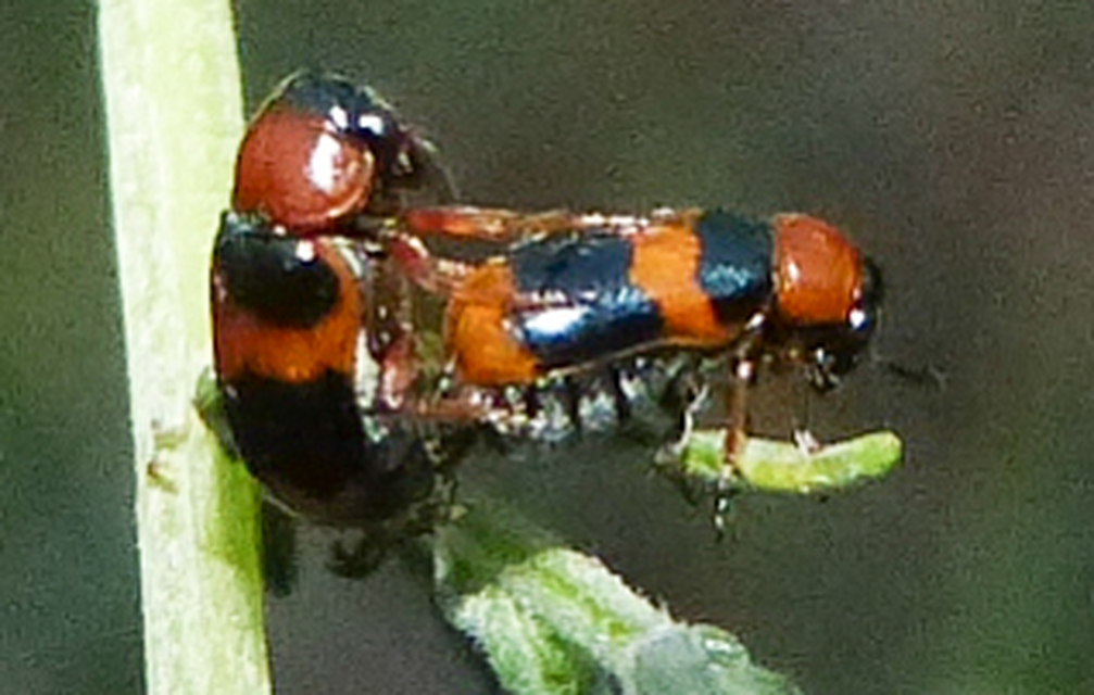 Coptocephala unifasciata - sárgalábú hullóbogár