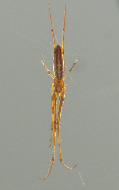 Tetragnatha