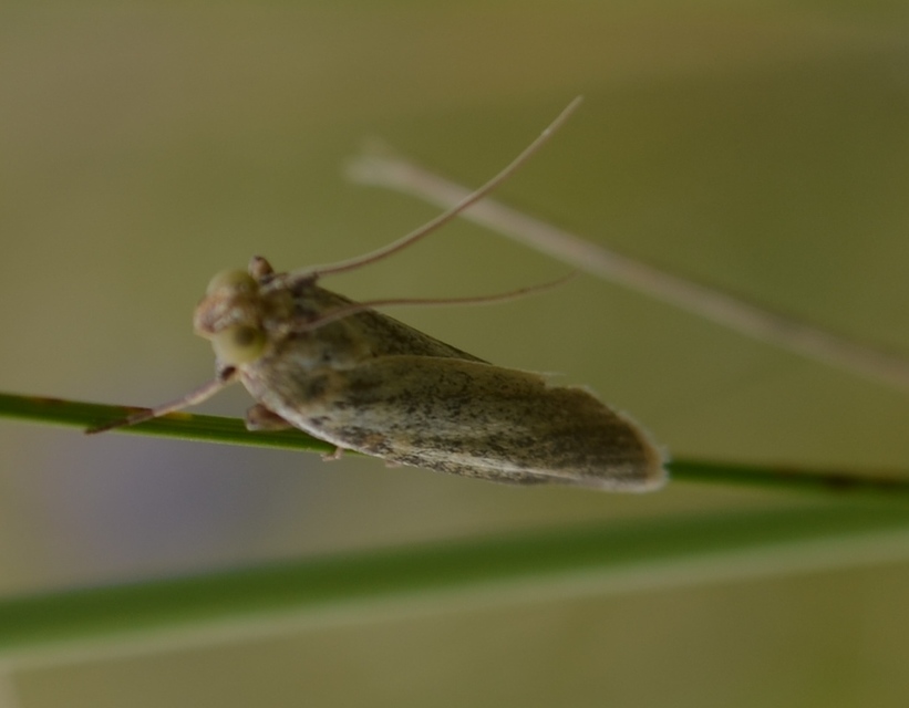 Selagia argyrella - ezüstös karcsúmoly