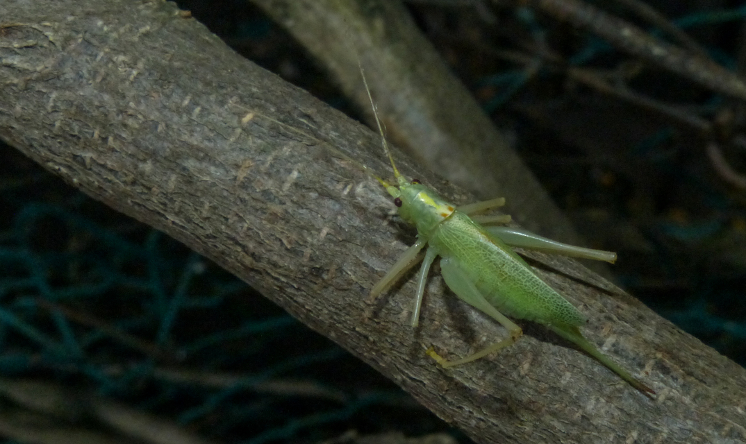 Meconema thalassinum - közönséges dobolószöcske