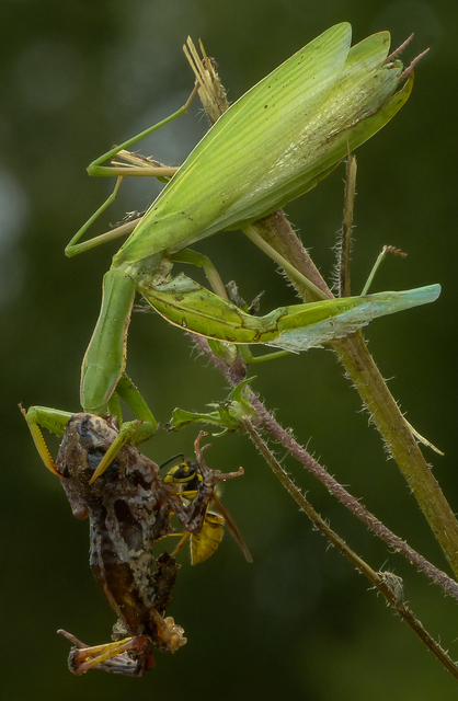 Mantis religiosa - imádkozósáska
