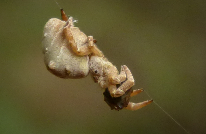 Hyptiotes paradoxus - furcsapók