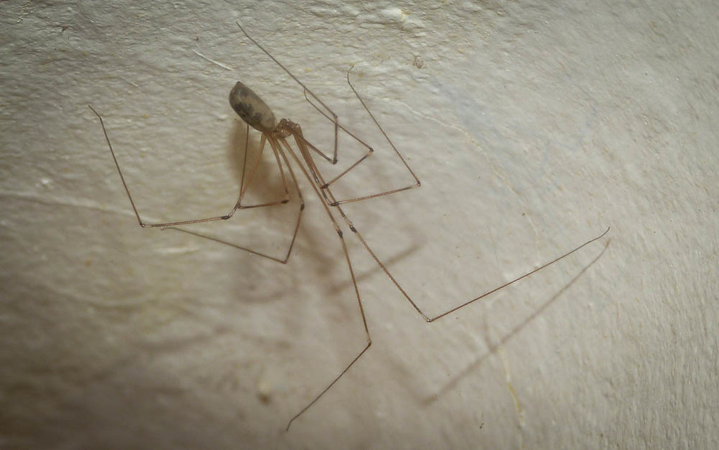 Pholcus phalangioides - nagy álkaszáspók